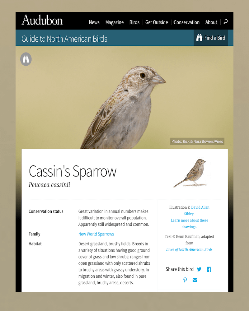 cassin-s-sparrow-audubon-guide-to-north-american-birds